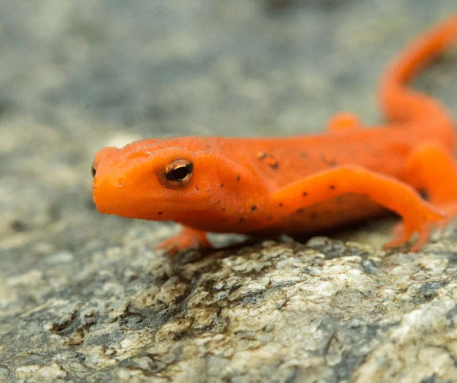 Close up photo of a red spotted newt. Salamanders In Ohio