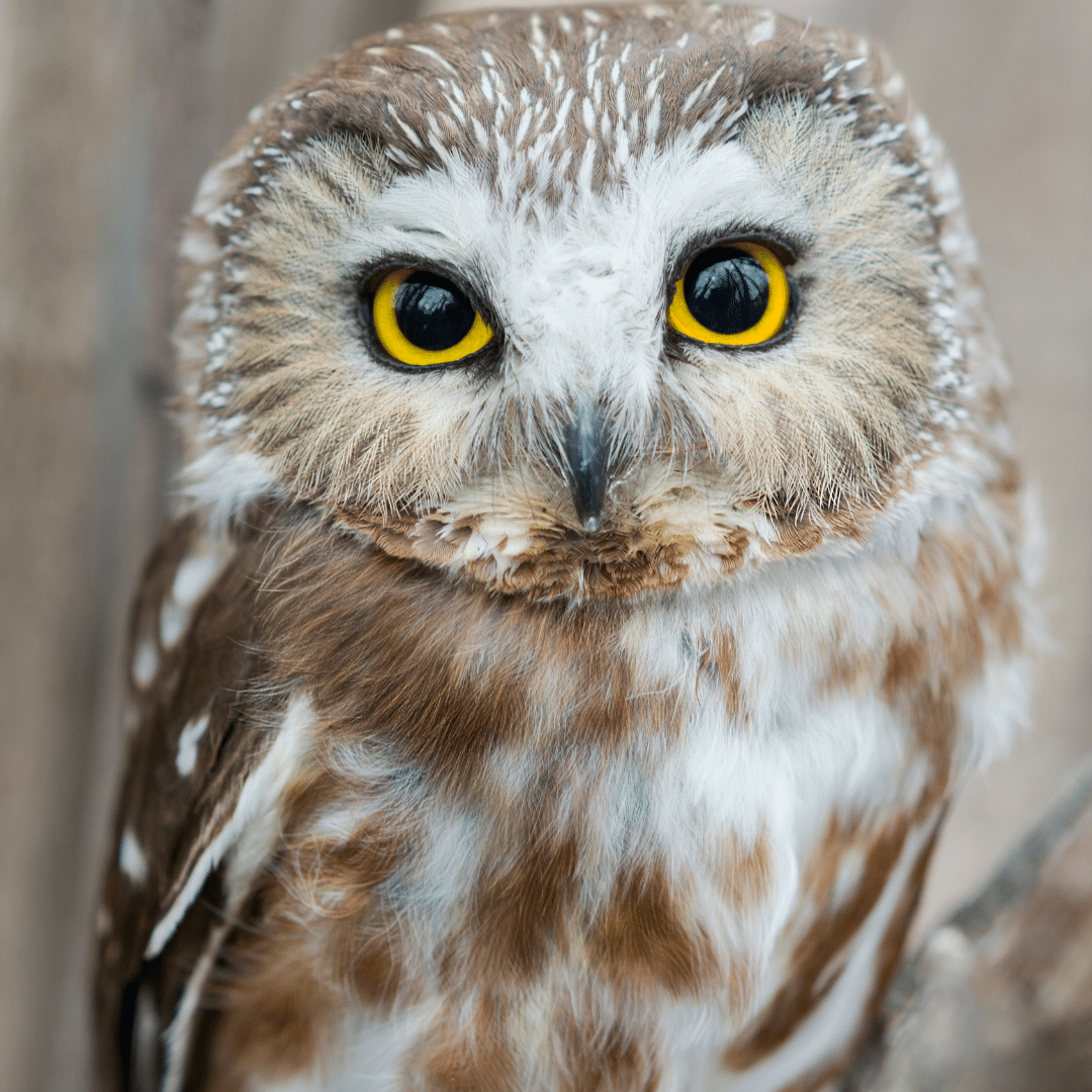 A photo of a Saw-Whet Owl looking straight ahead