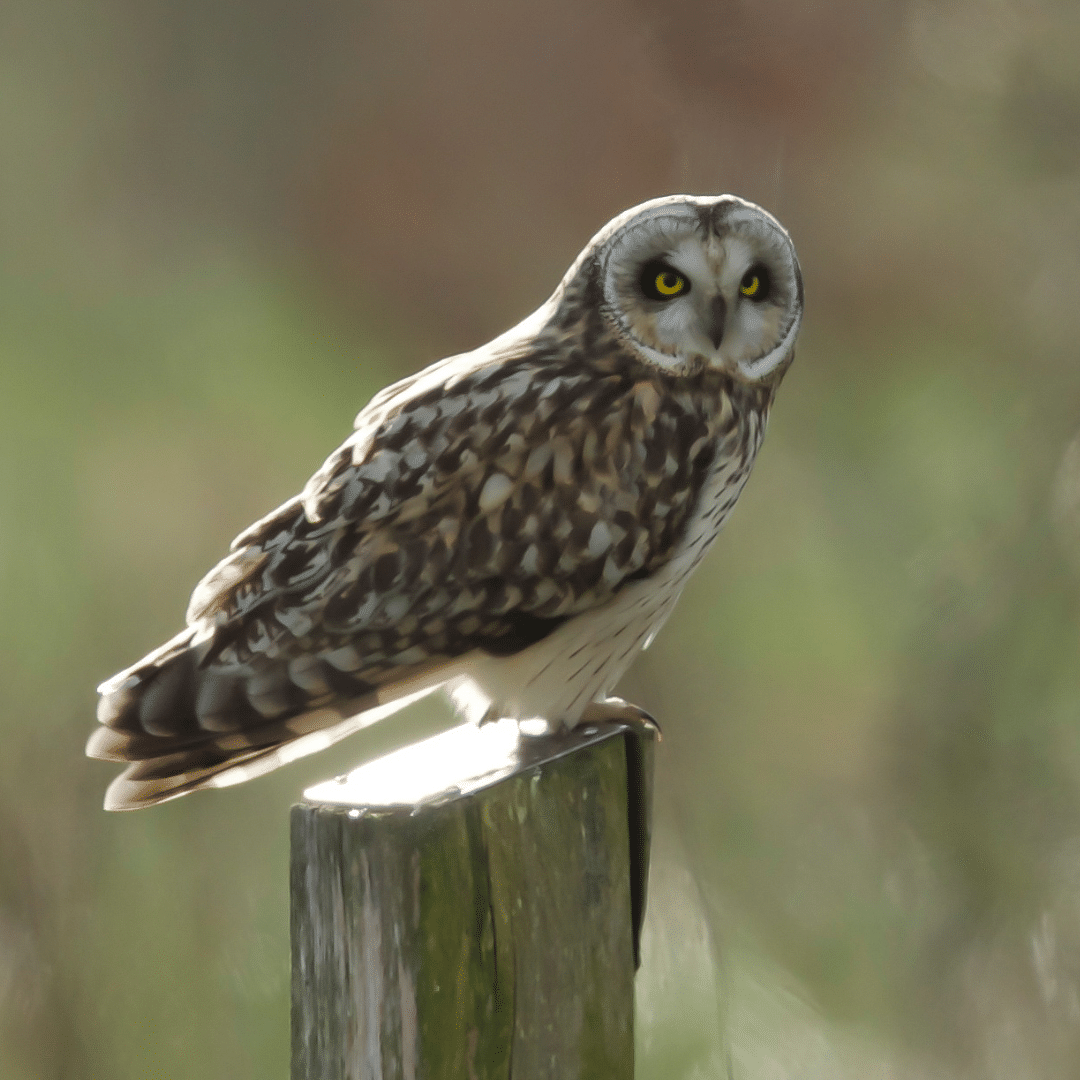 A short eared owl sat on a perch