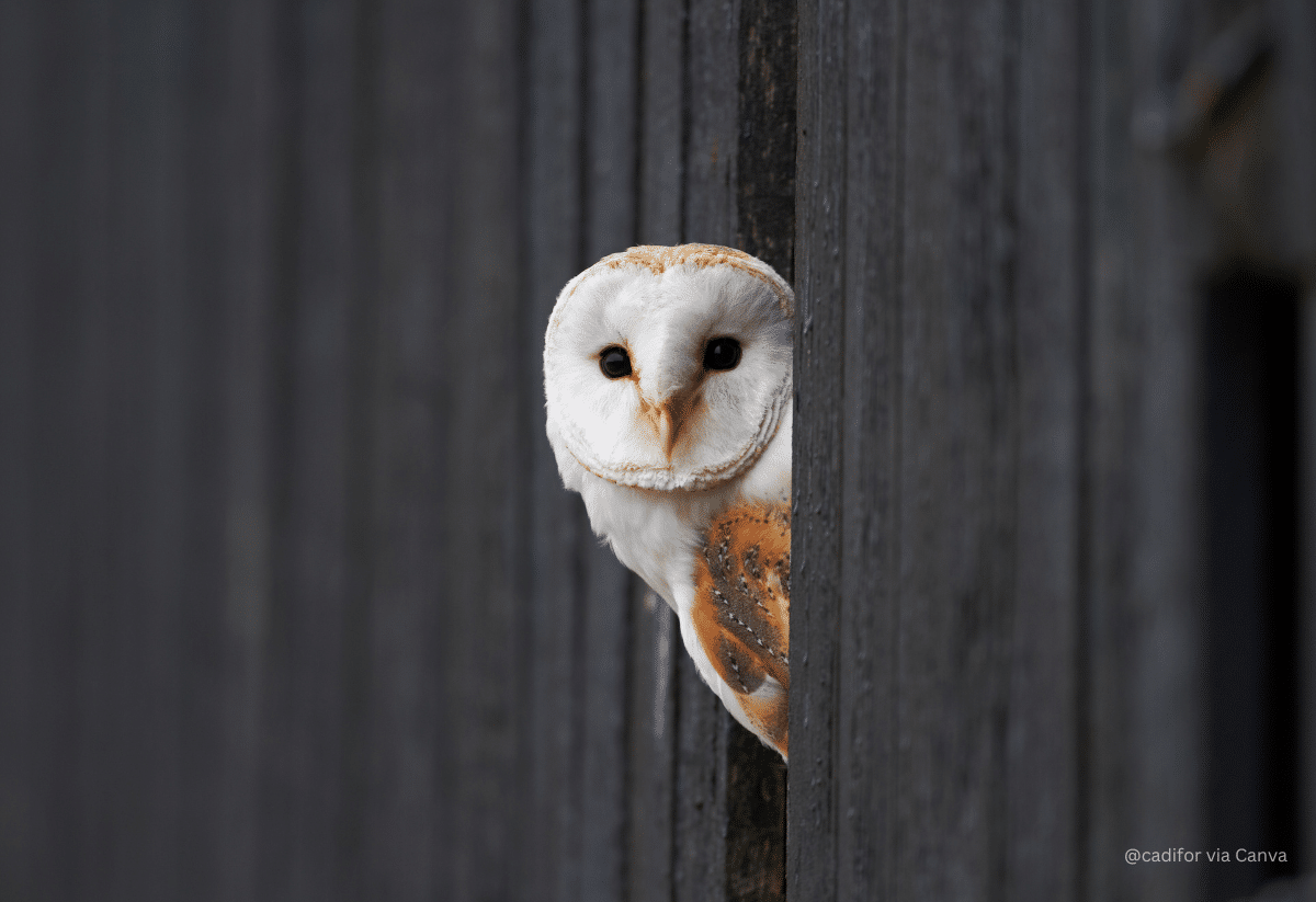 horizontal photo of a barn owl looking out of a barn door
