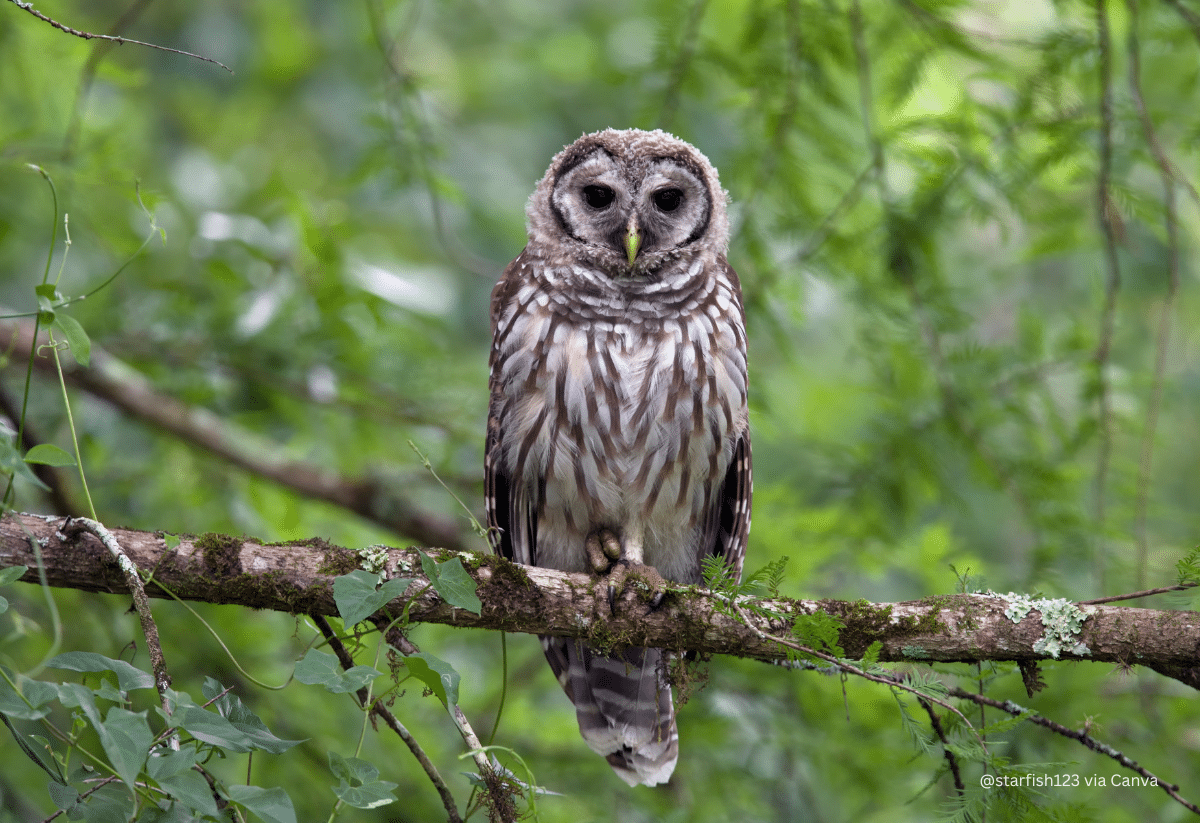 horizontal photo of a Barred Owl on a tree branch
