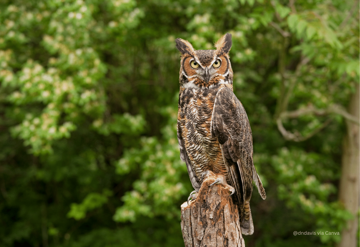 horizontal photo of Great Horned Owl on a tree stump