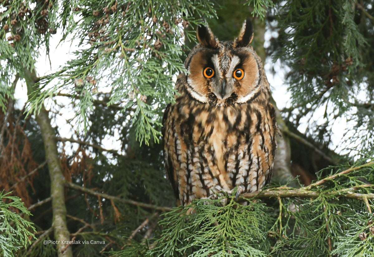 horizontal photo of a Long-Eared Owl on a tree branch