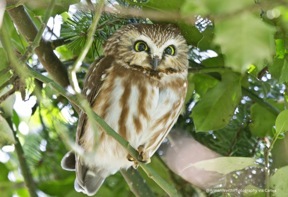 horizontal photo of a Northern Saw-Whet Owl sitting in a tree