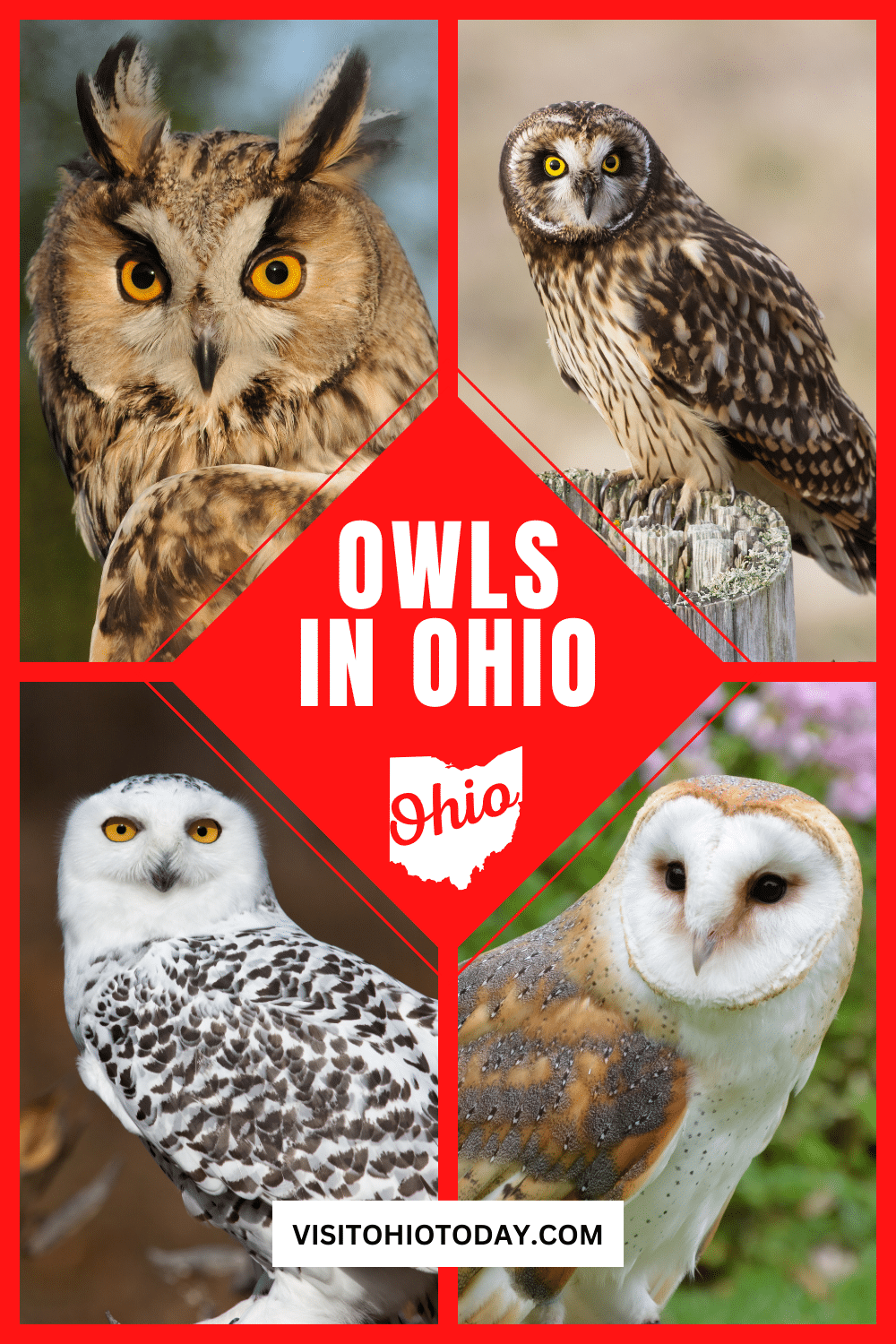 Discover the amazing world of owls in Ohio! 🦉 This article dives into the fascinating species you can spot right here in our beautiful state. From the majestic Great Horned Owl to the elusive Eastern Screech-Owl, there's so much to learn and love about these incredible birds. Check out the article for tips on where to see them and facts about their habits and habitats. Happy owl watching! 🌳🦉✨