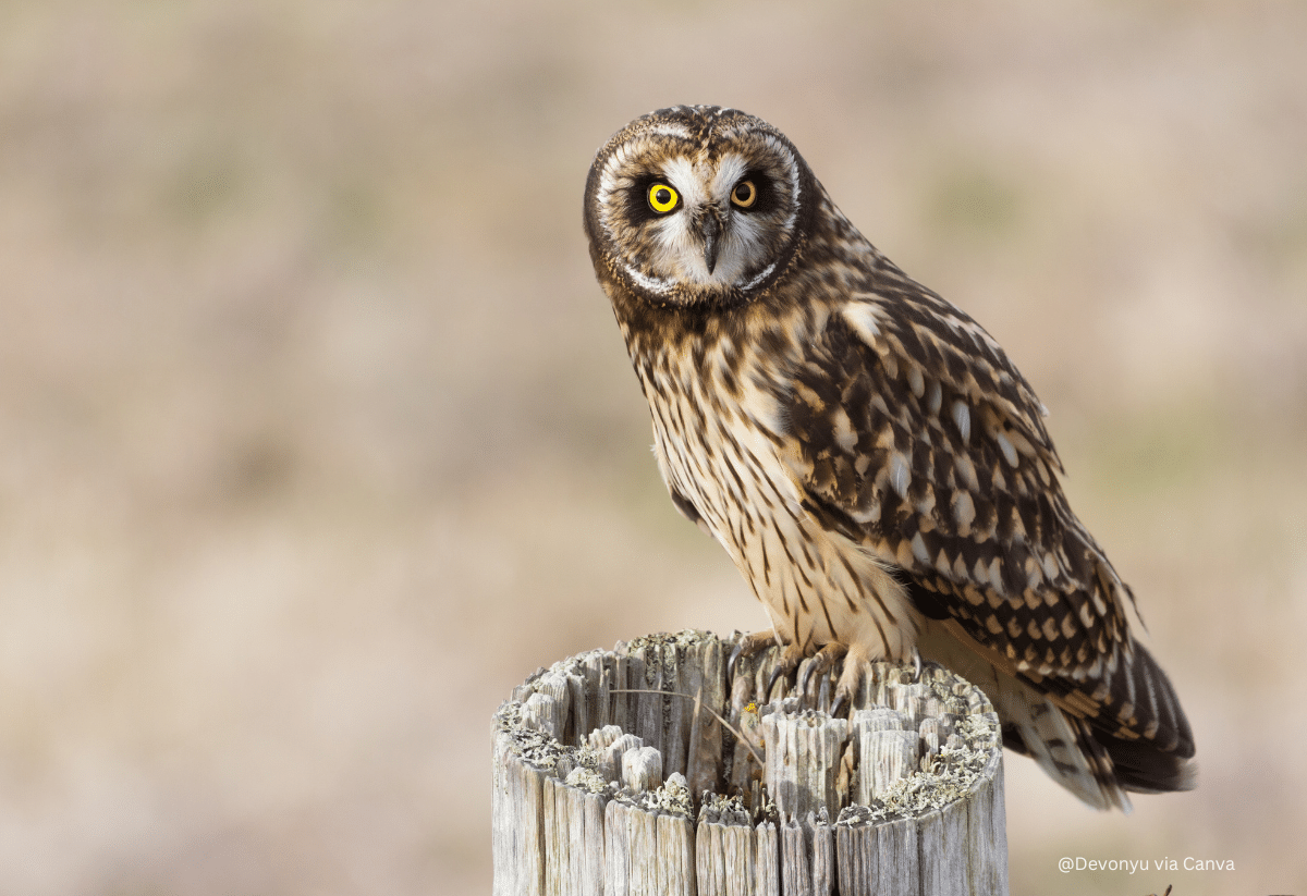 horizontal photo of a short eared owl perched on a tree stump