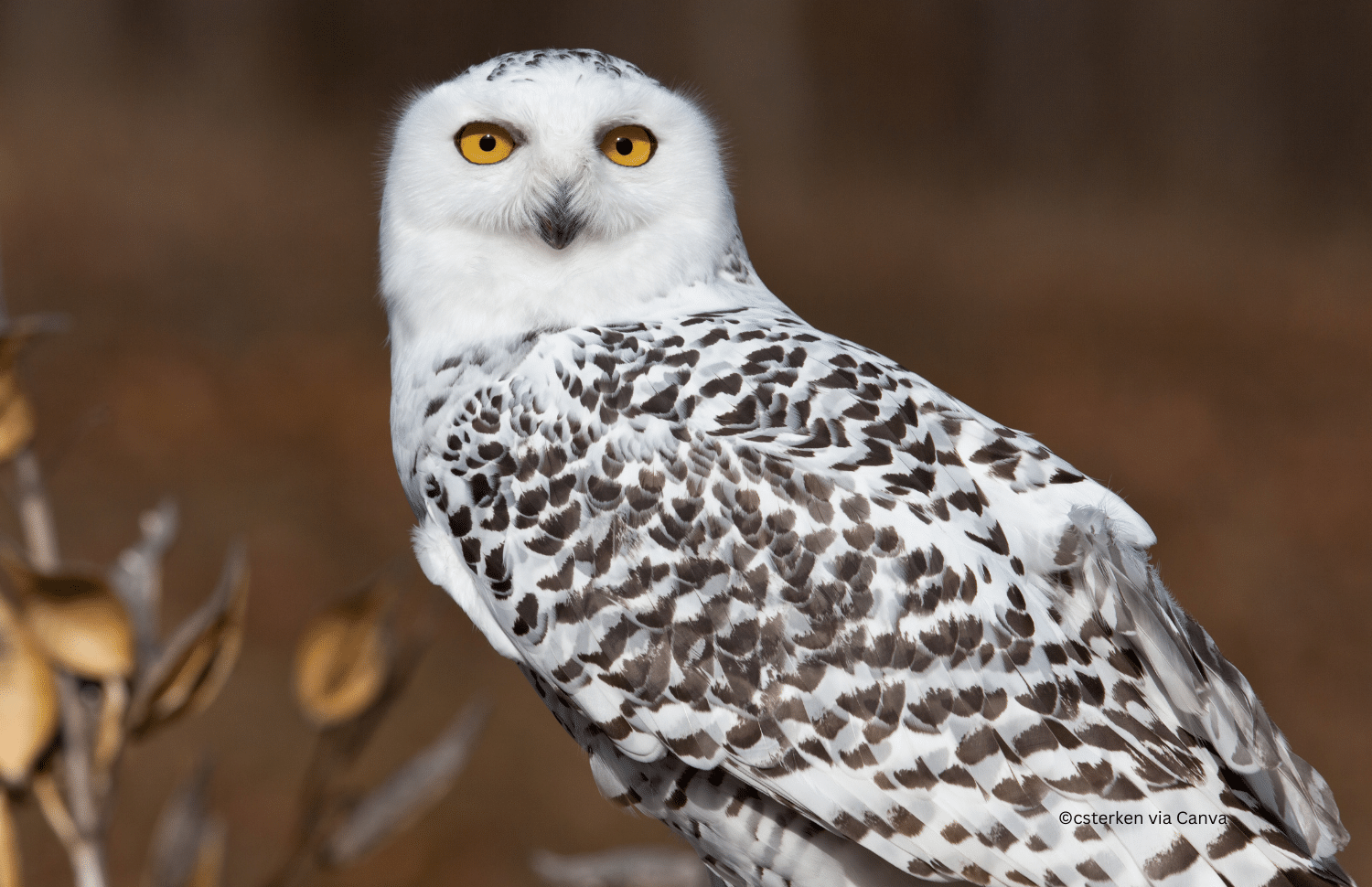 horizontal photo of a snowy owl