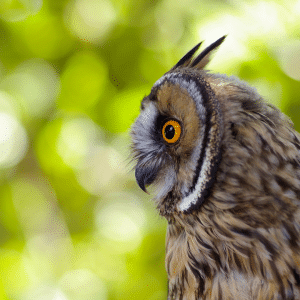 An owl looking to the left