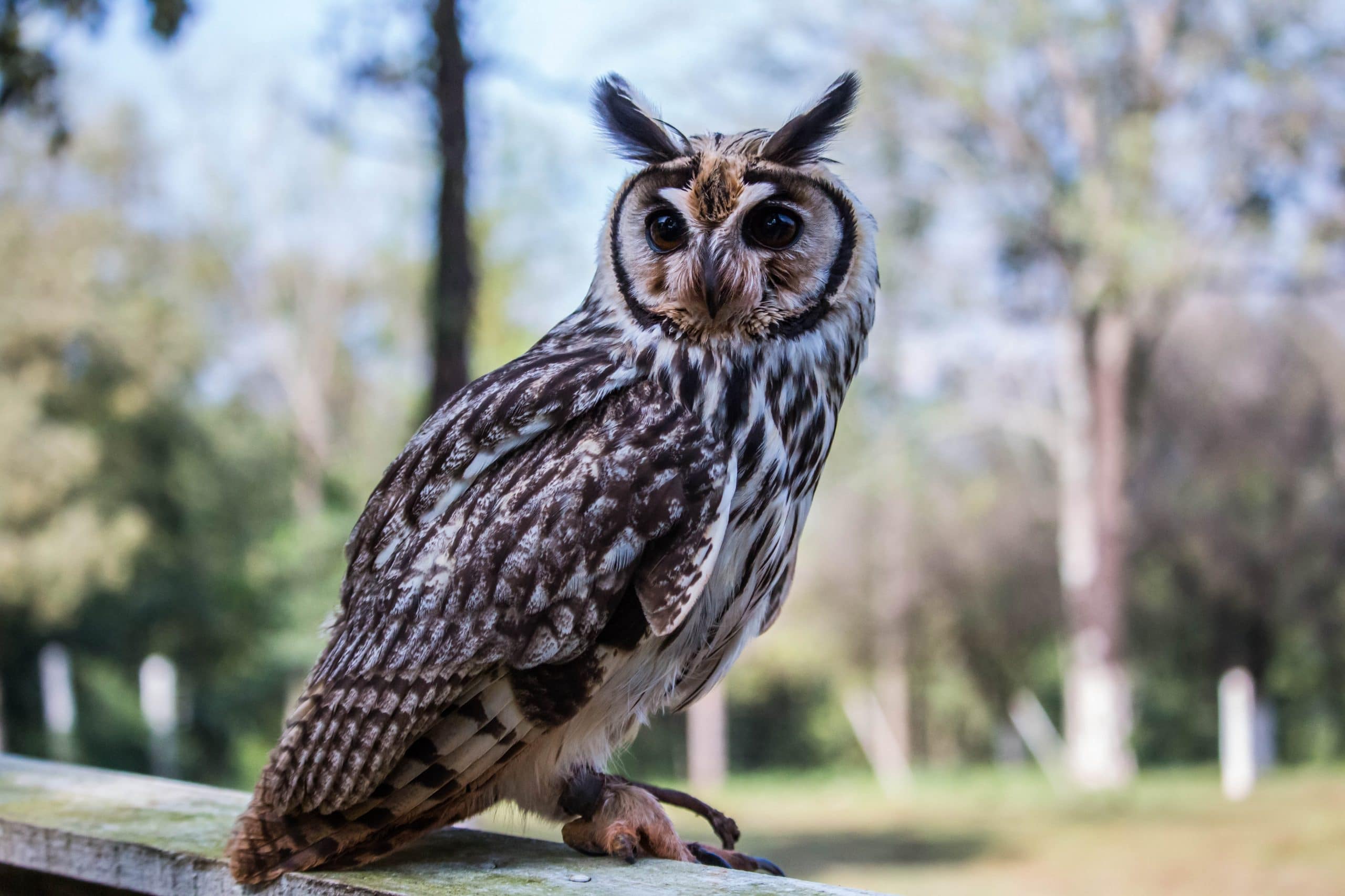 An owl sat on a fence. In the background there are trees.