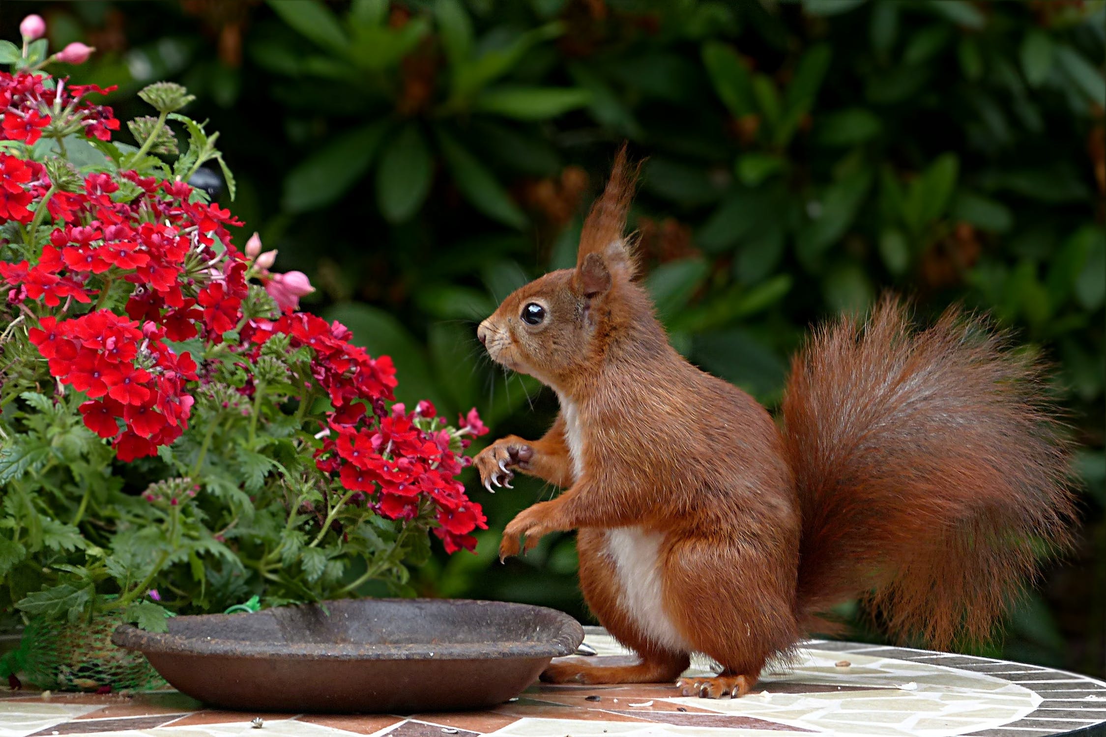 Red flowers and a squirrel sat beside them