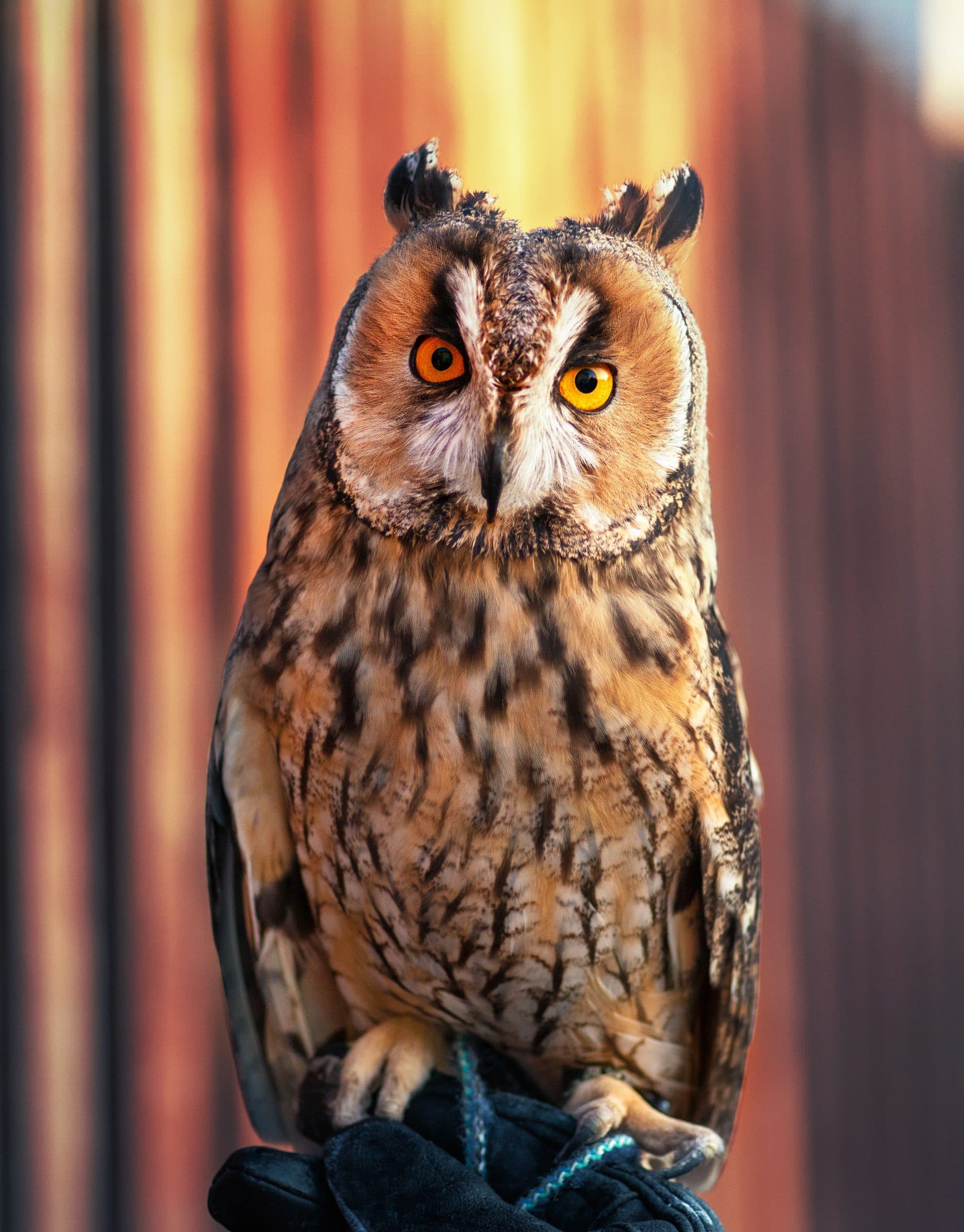 Photo of an owl sat on a gloved hand looking straight ahead, as if looking at the photographer