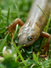 A close-up photo of a salamander walking through grass