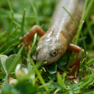 A close-up photo of a salamander walking through grass