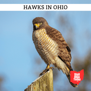 Hawks in Ohio