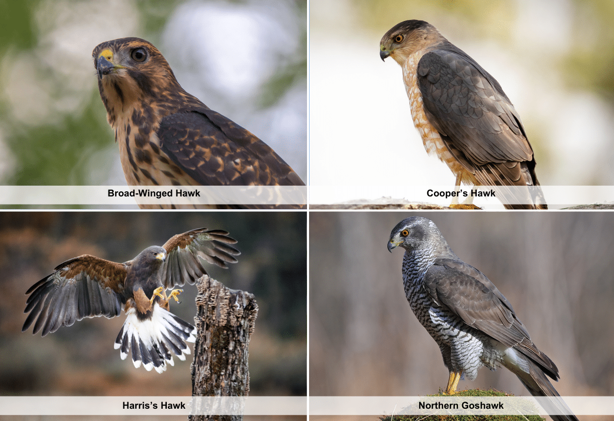 horizontal image with four photos of hawks in Ohio, Broad-Winged Hawk, Cooper's Hawk, Harris's Hawk, and Northern Goshawk