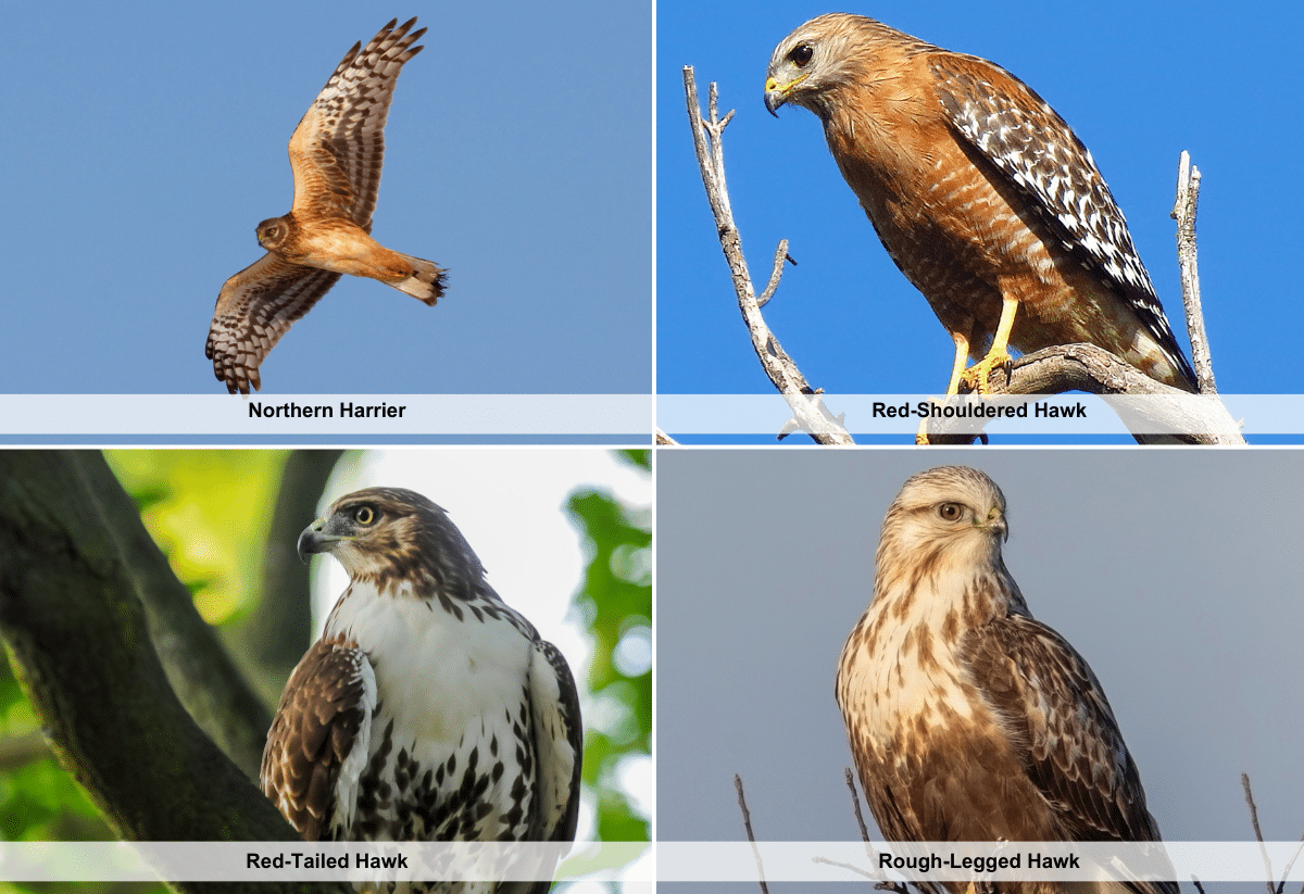 horizontal image with four photos of hawks in Ohio. Northern Harrier, Red-Shouldered Hawk, Red-Tailed Hawk, and Rough-Legged Hawk