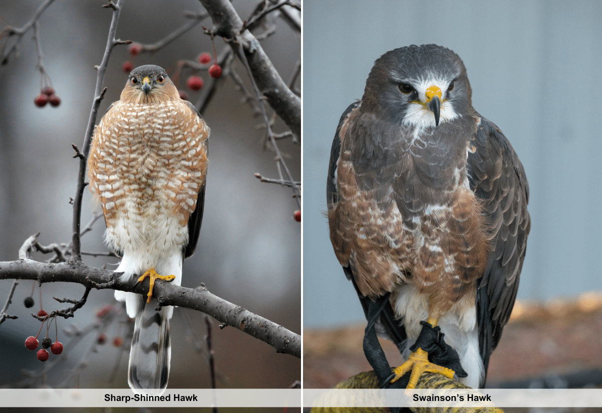horizontal image with two photos of hawks in Ohio. Sharp-Shinned Hawk and Swainson's Hawk