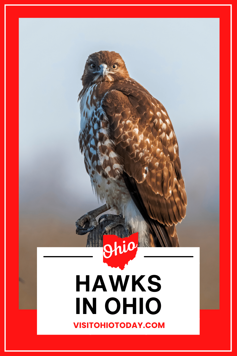 vertical image with a photo of a Red-Tailed Hawk perches on a tree stump. A white box at the bottom has the text Hawks in Ohio