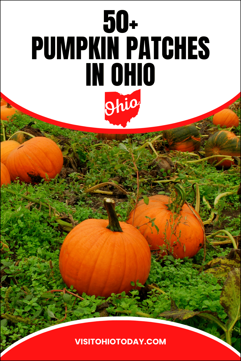 vertical image with a photo of a pumpkin patch with orange pumpkins. A white area across the top has the text 50+ pumpkin patches in Ohio