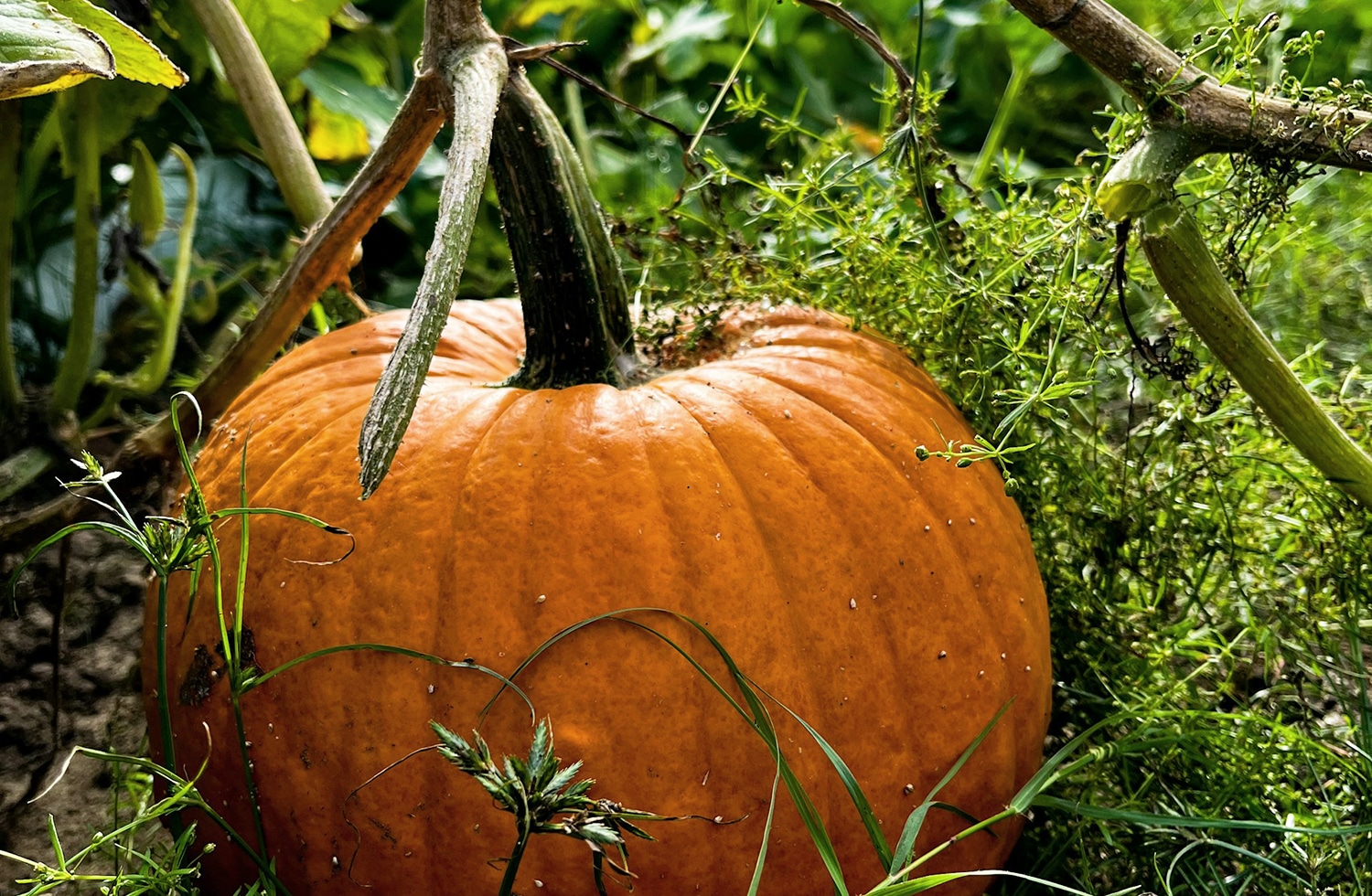 horizontal photo of a close-up shot of an orange pumpkin still on the plant