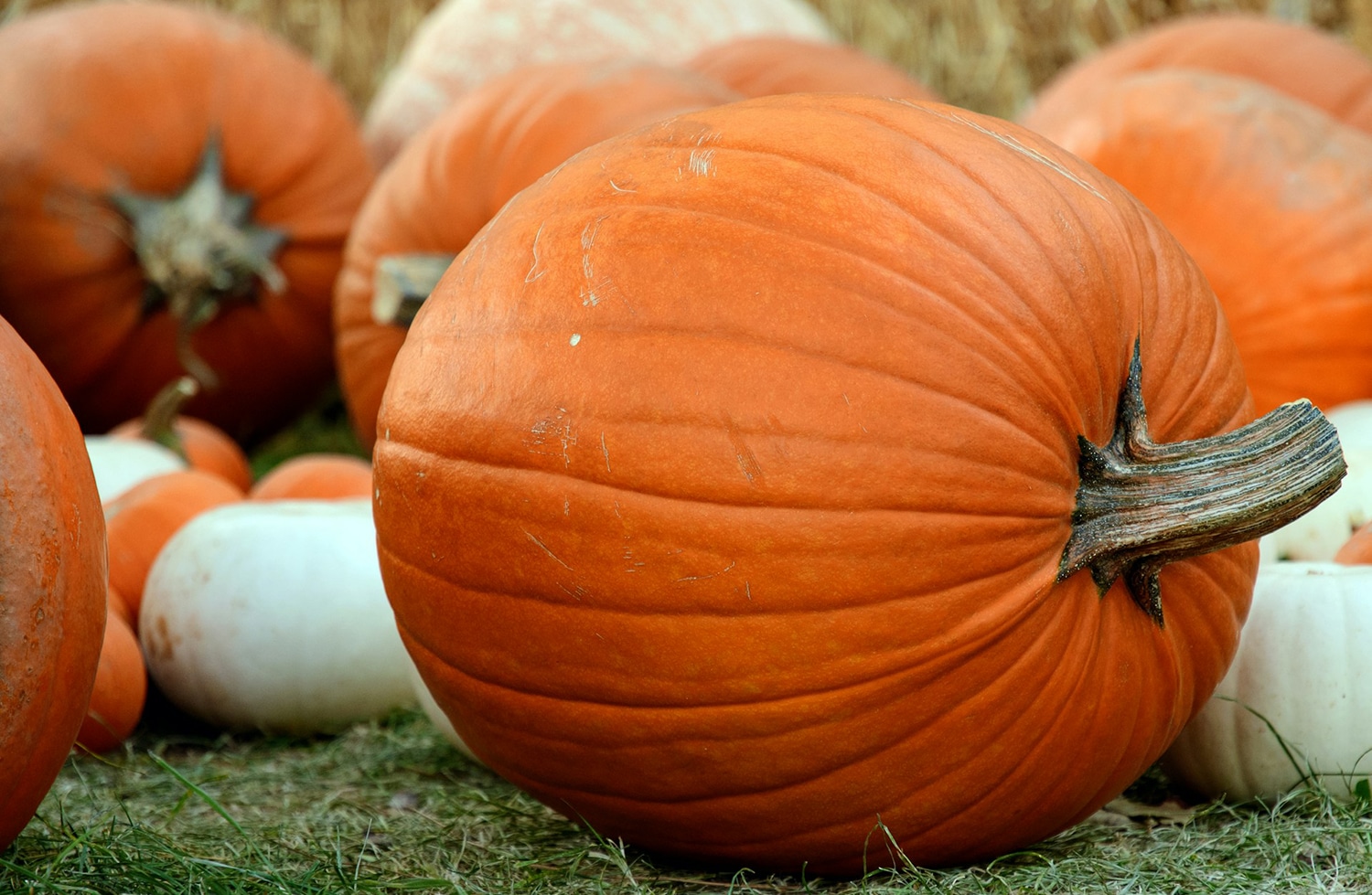 horizontal photo of orange and white pumpkins in a field