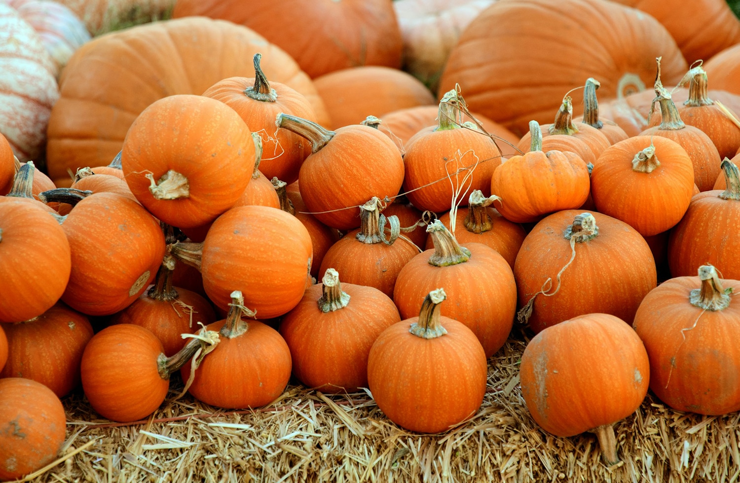 horizontal photo of a pile of small orange pumpkins with large orange and white pumpkins at the back