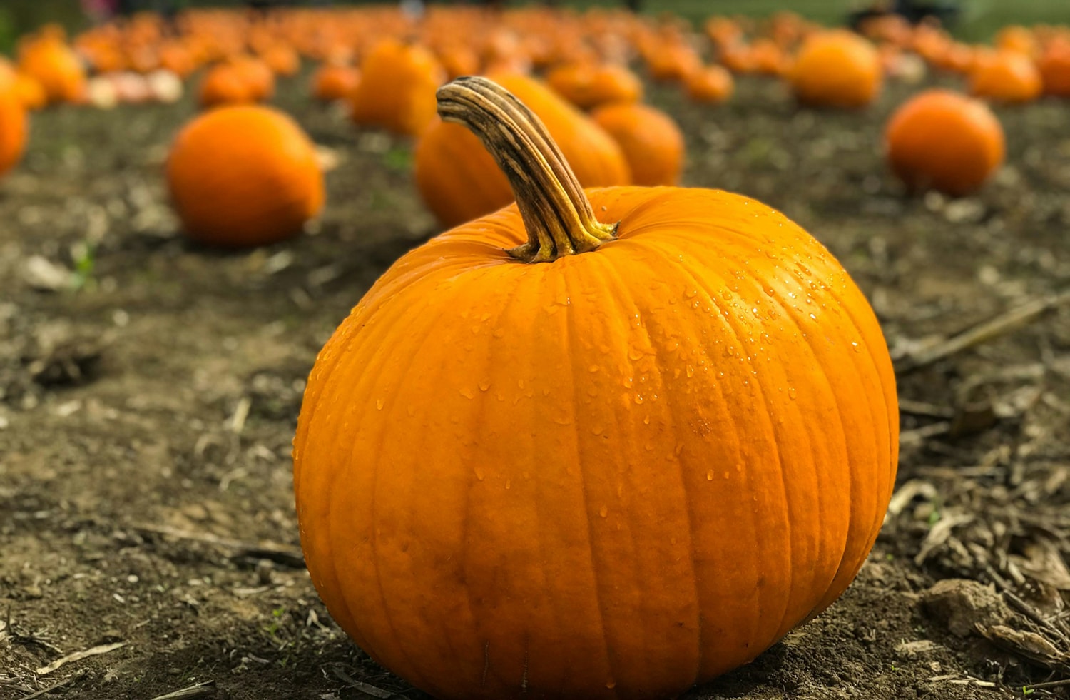 horizontal photo with a close-up of a large orange pumpkin with more pumpkins in the background