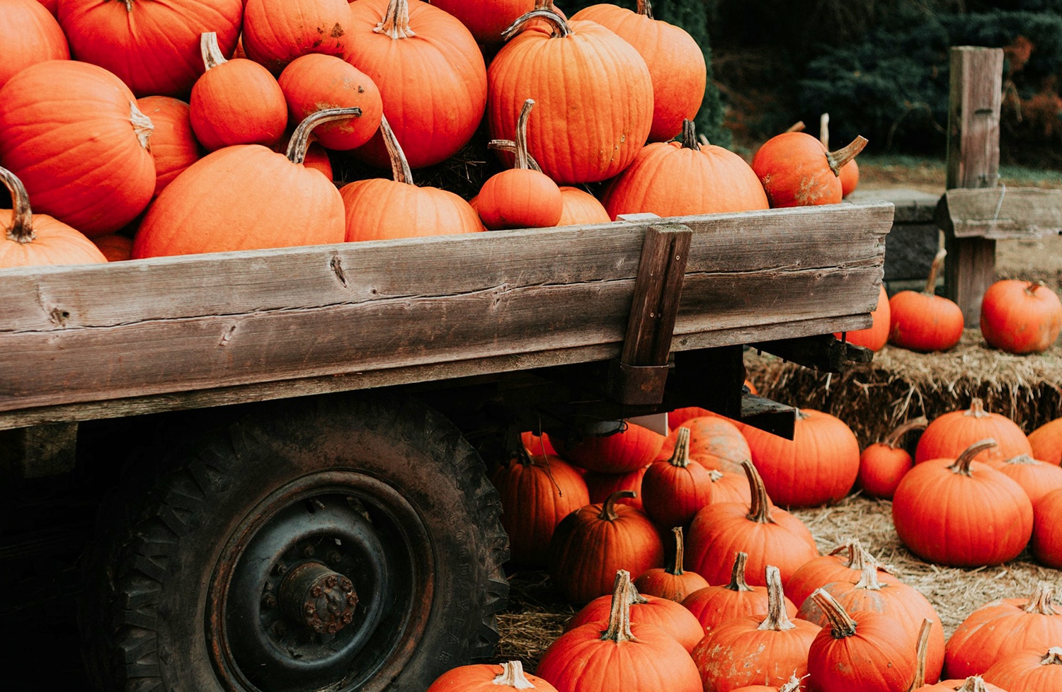 horizontal photo of a wagon loaded with orange pumpkins, with more pumpkins on the ground