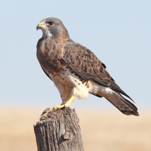 A hawk sat on a wooden perch