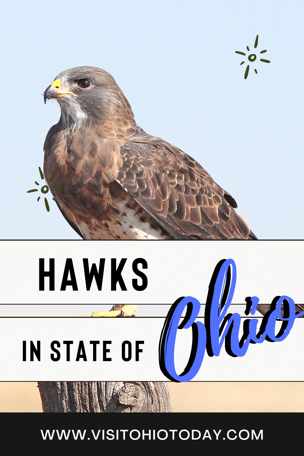 A hawk sat on a wooden perch. Text overlay saying hawks in state of Ohio