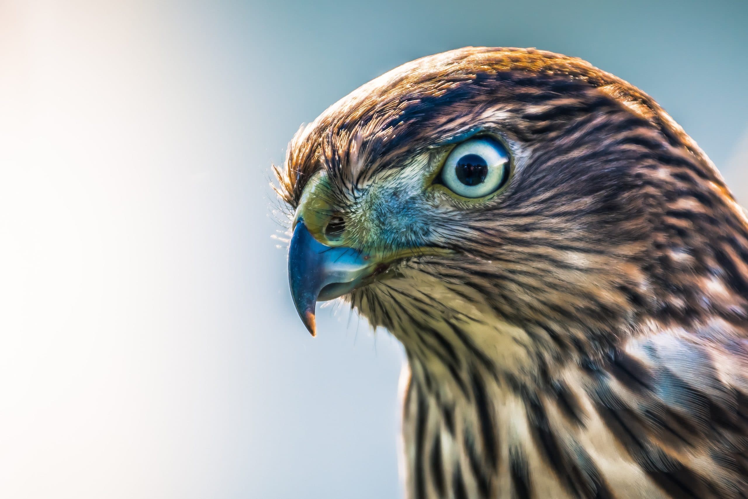 Close up photo of a hawk's head