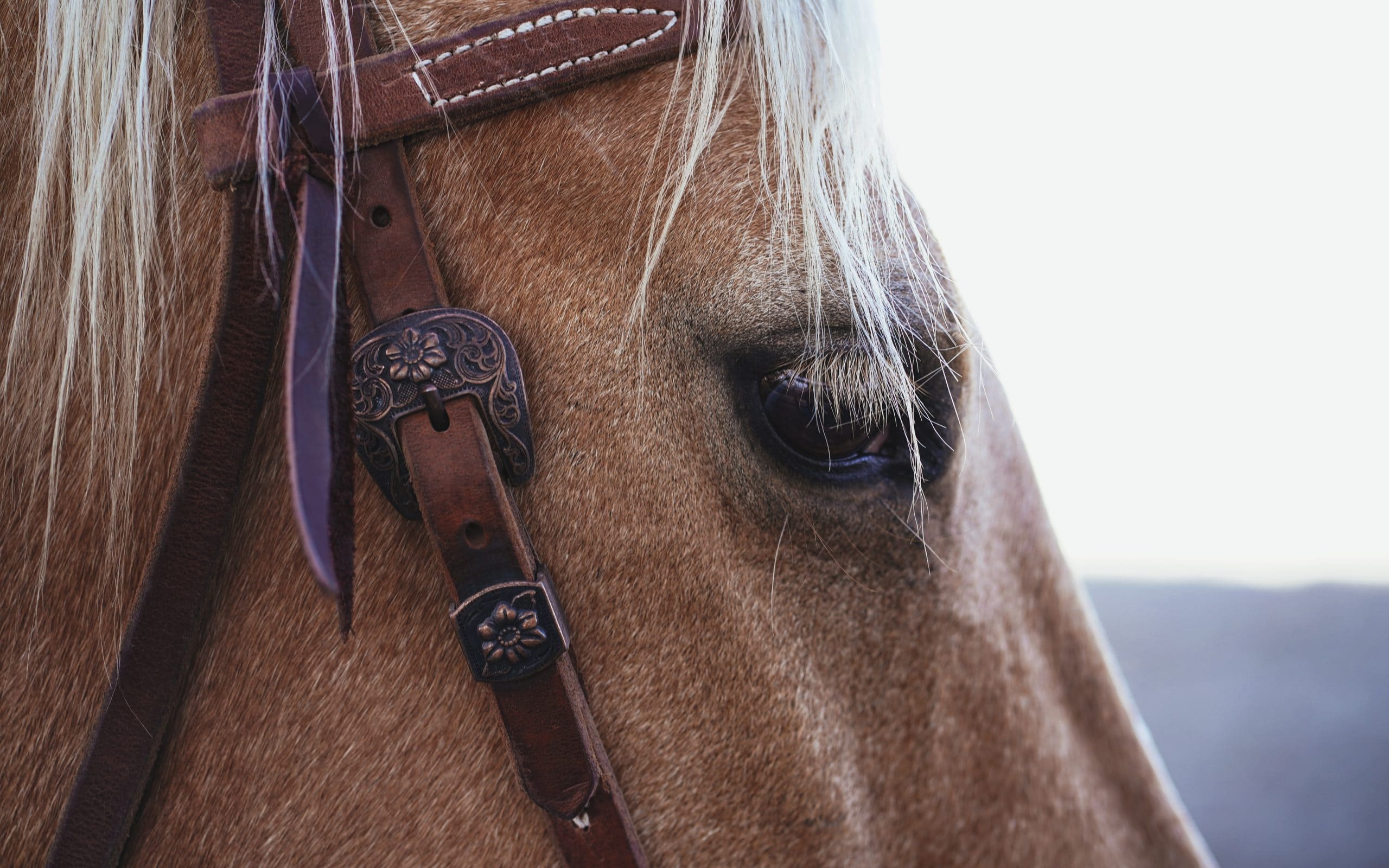 A close up side view of a horses head