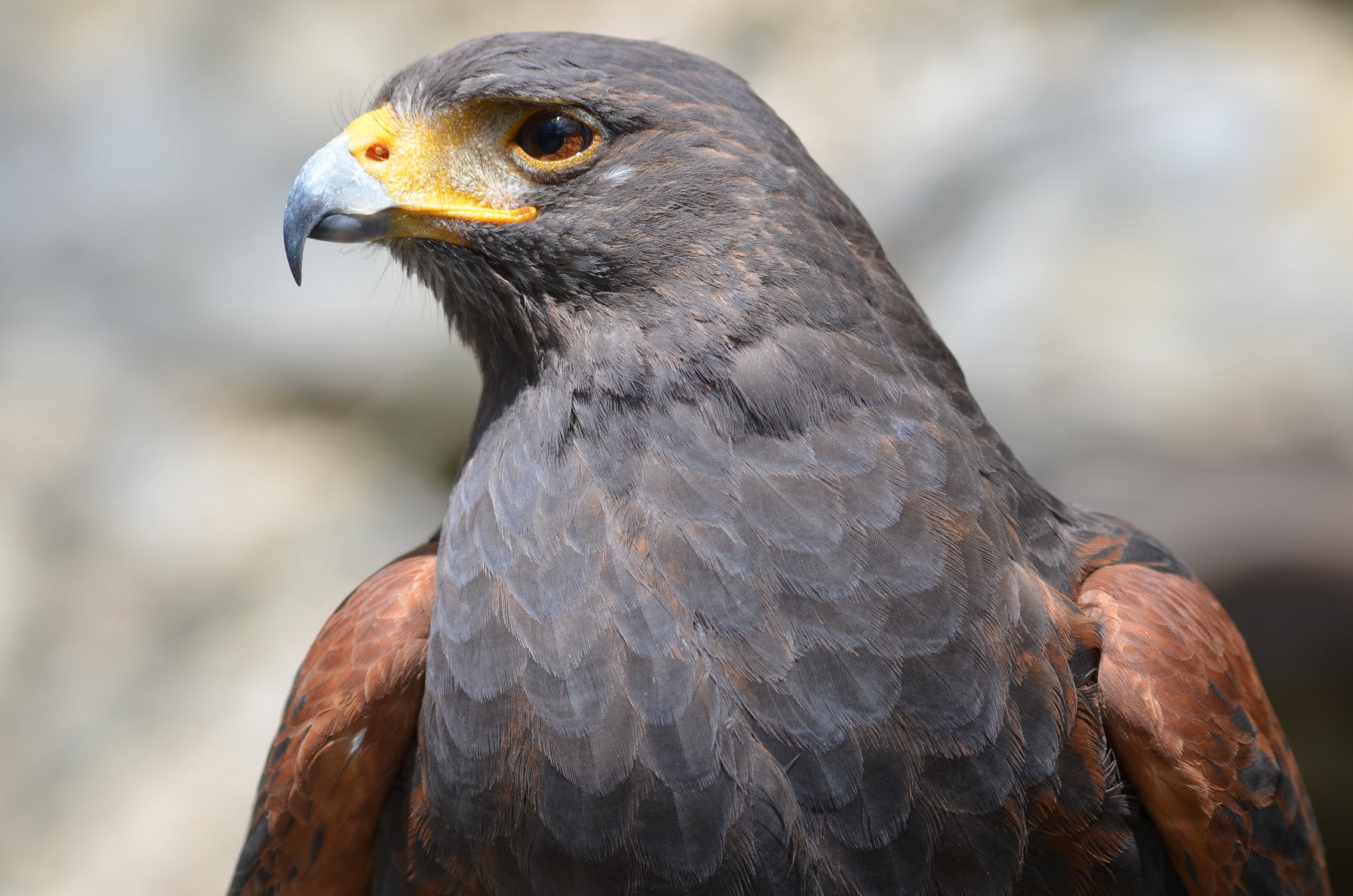 A close up photo of a hawk