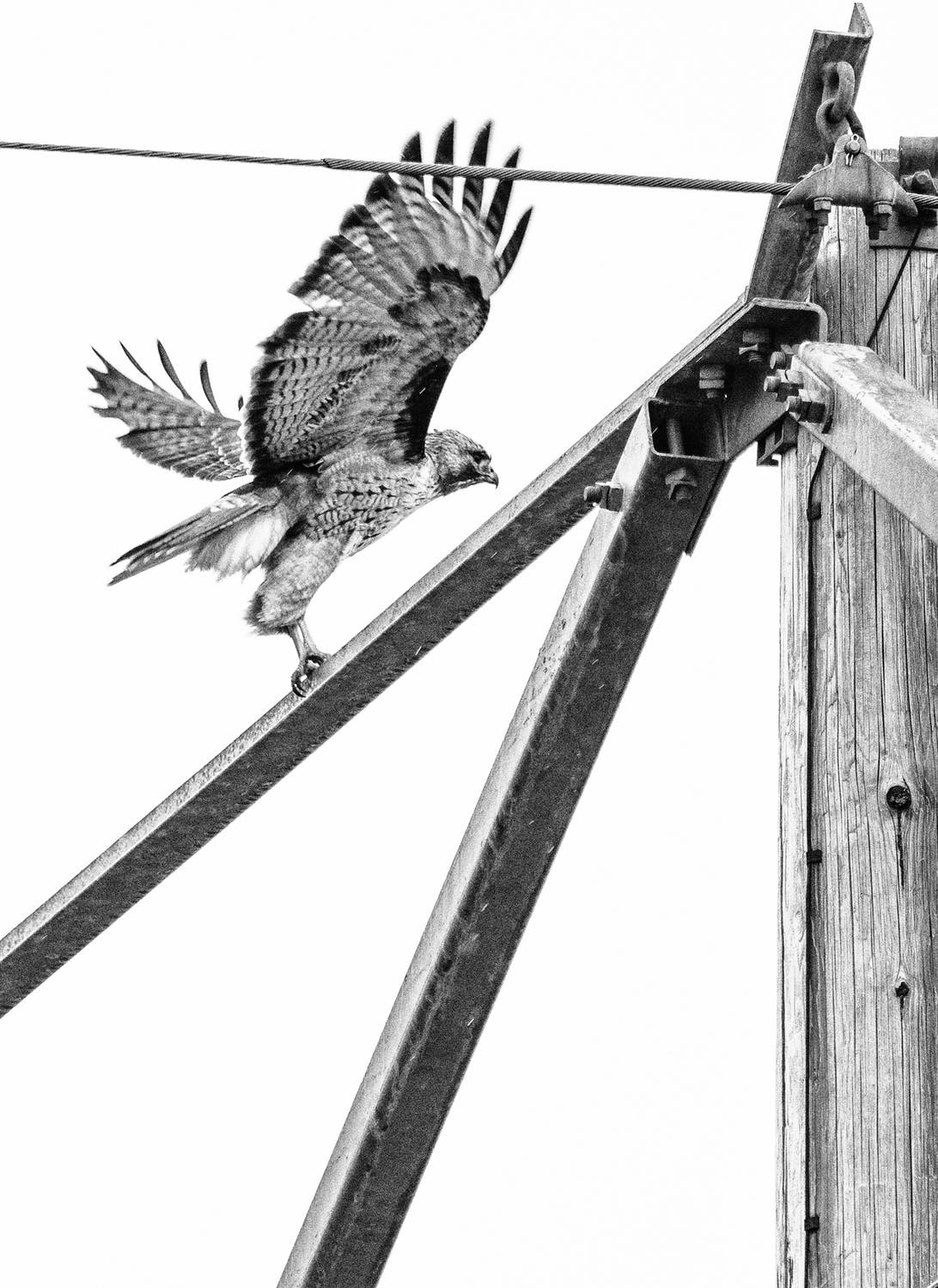 Black & white photo of a hawk on a metal bracket