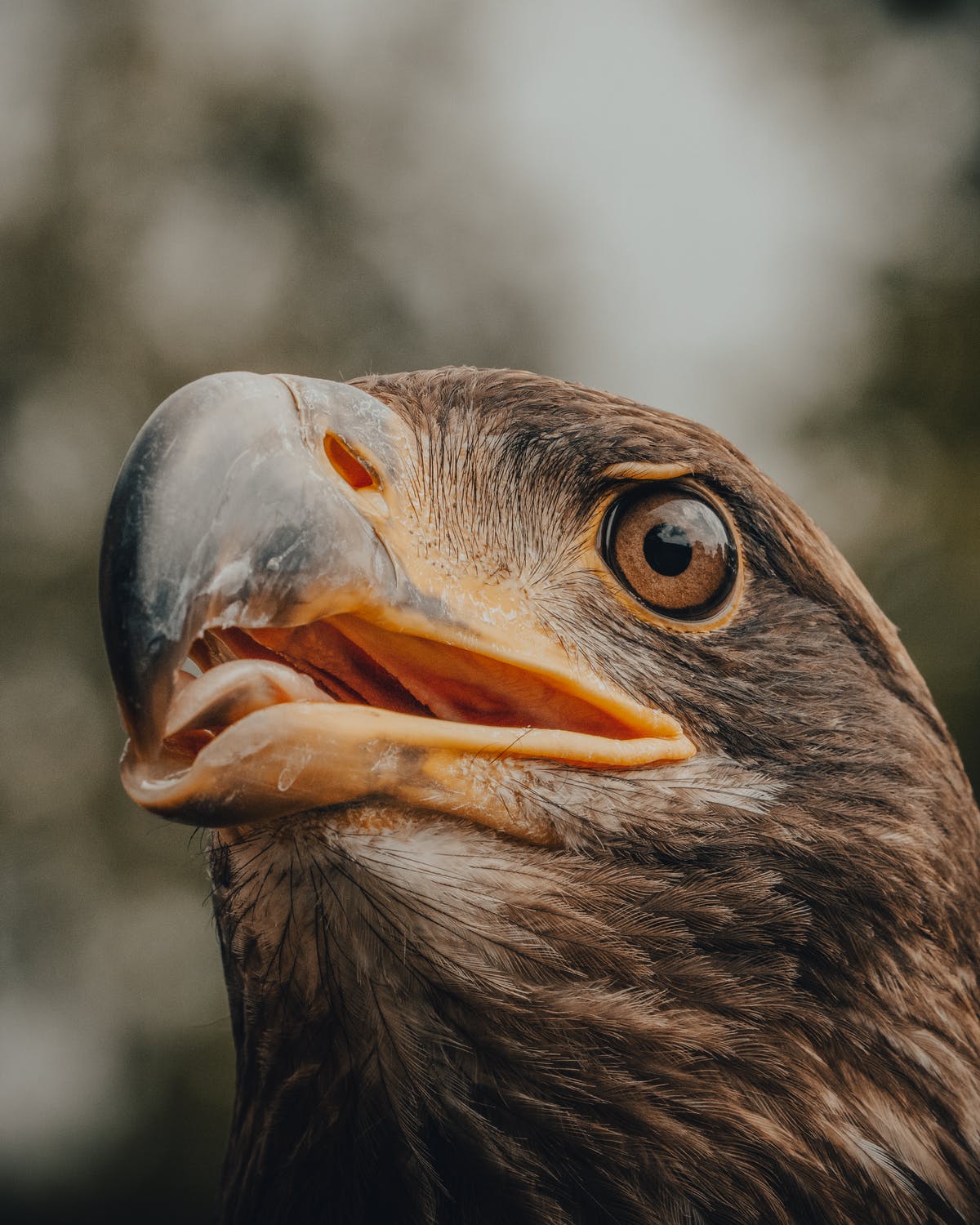 A close up photo of a hawk's head