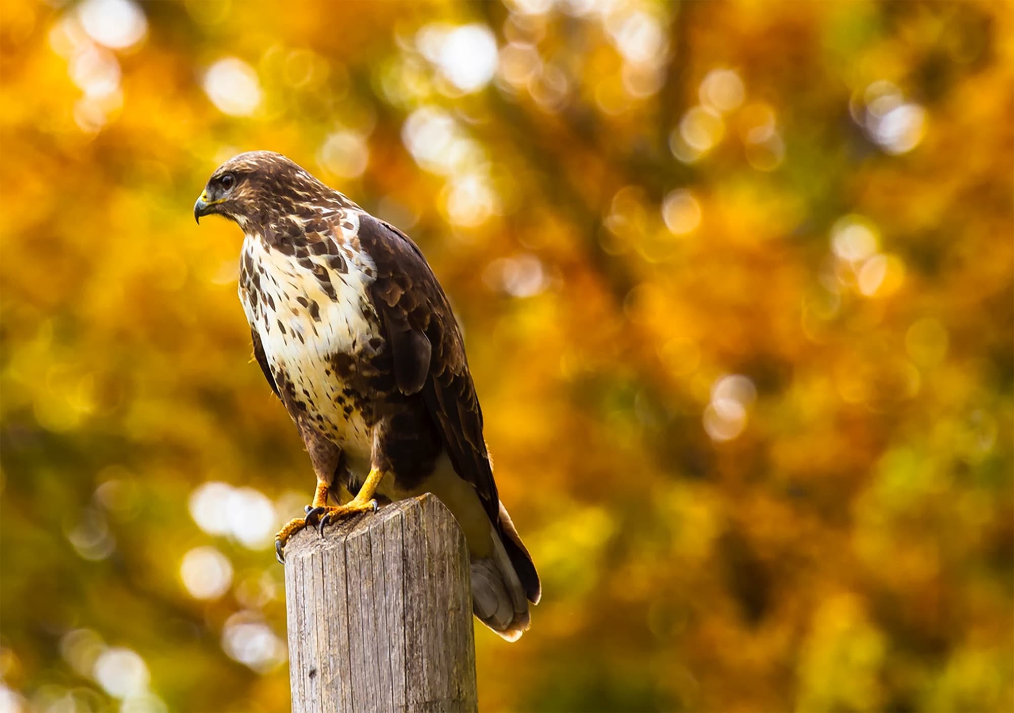 A hawk sat on a wooden perch. There is a tree in the background