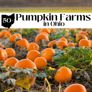 square image with a photo of a pumpkin patch and a white strip across the top with the text Pumpkin Farms in Ohio image via Canva pro license