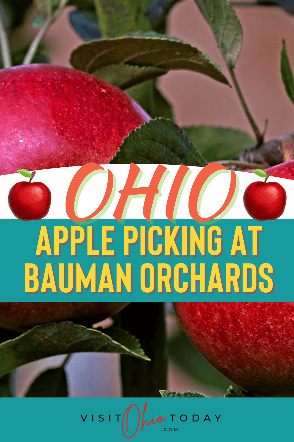 Close up photo of red apples. Text overlay says ohio apple picking at bauman orchards