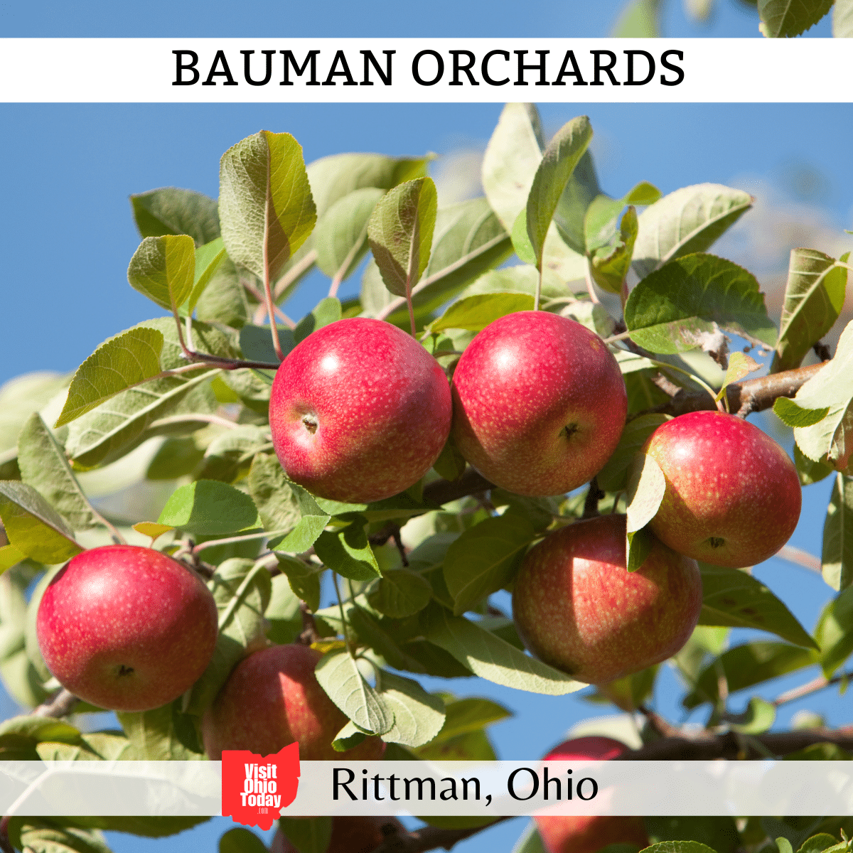Small Gift Fruit Basket - Bauman Orchards