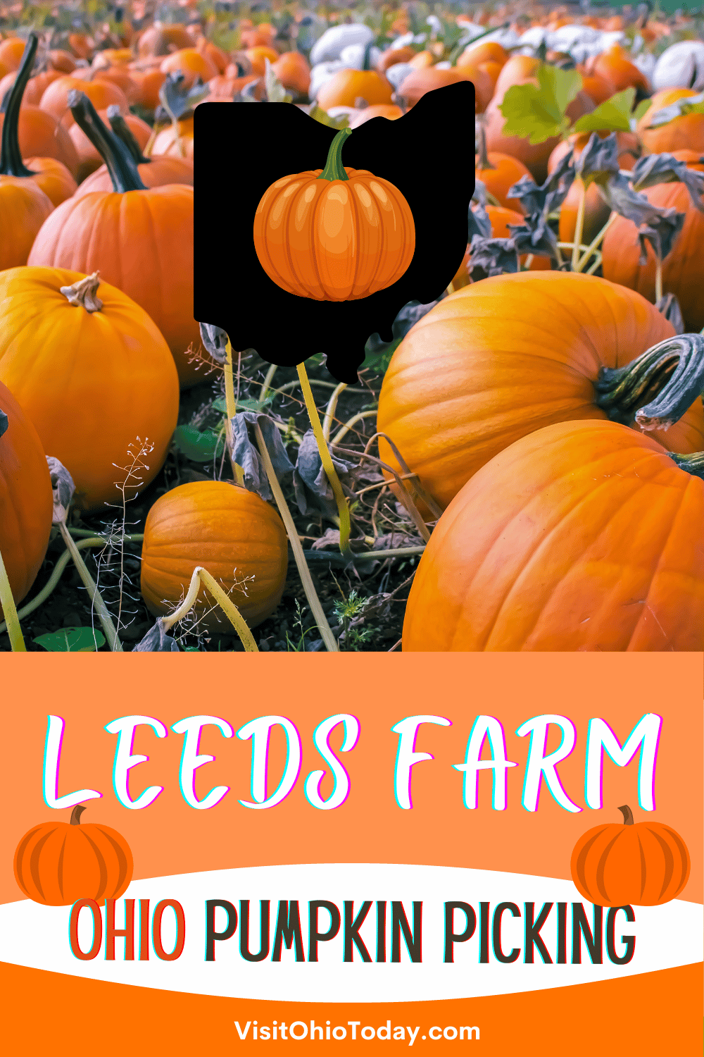 Vertical photo of a pumpkin patch. Text overlay says leeds farm Ohio pumpkin picking