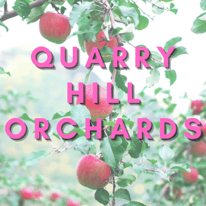 Red apples on a tree. Text overlay says quarry hill orchards