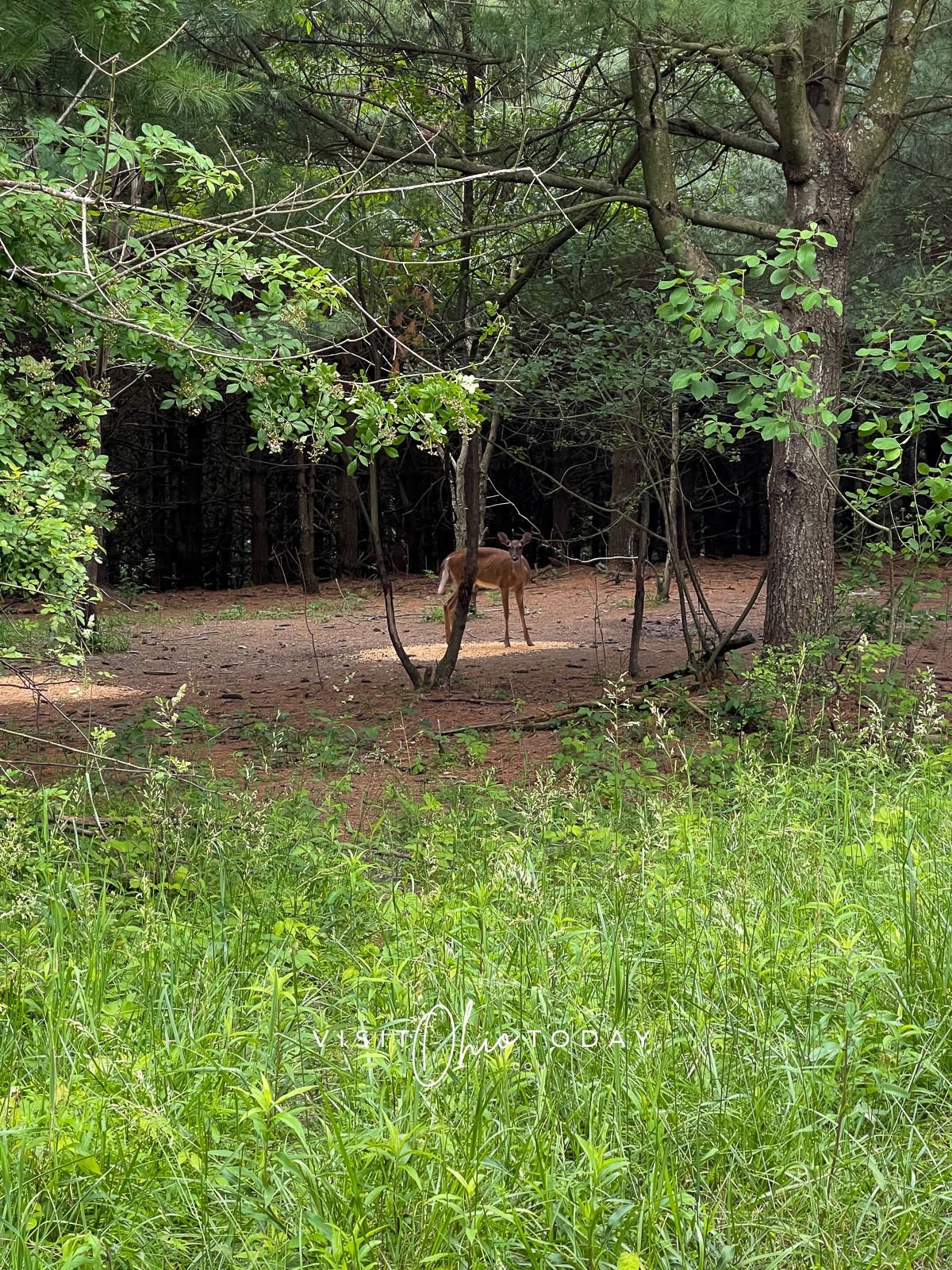 A deer hiding in some woodland area