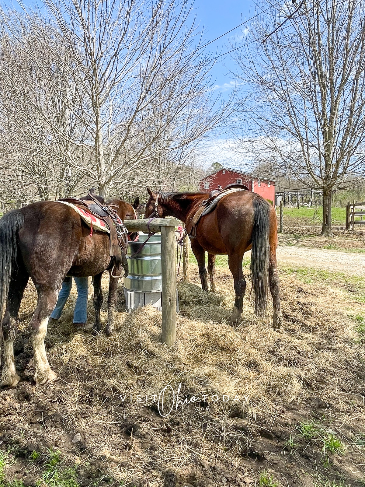 two brown horses eating hay