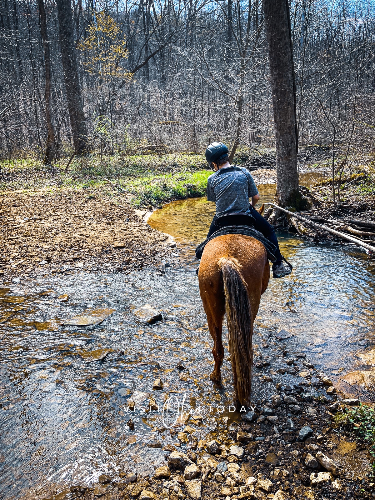 male with grey shirt and black helmet on a brown horse in the woods crossing a stream. Photo credit: Cindy Gordon of VisitOhioToday.com