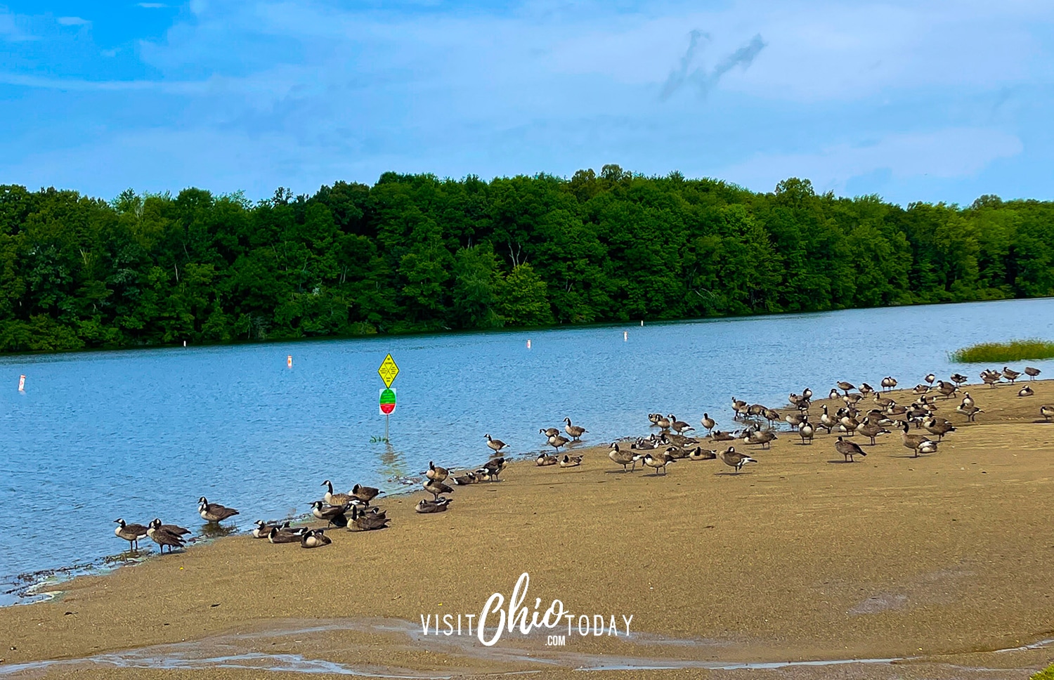 horizontal photo of the beach at Lake Logan with lots of geese on the sand. Photo credit: Cindy Gordon of VisitOhioToday.com