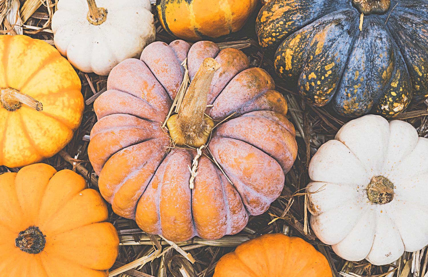 horizontal photo of various types, sizes, and colors of pumpkins