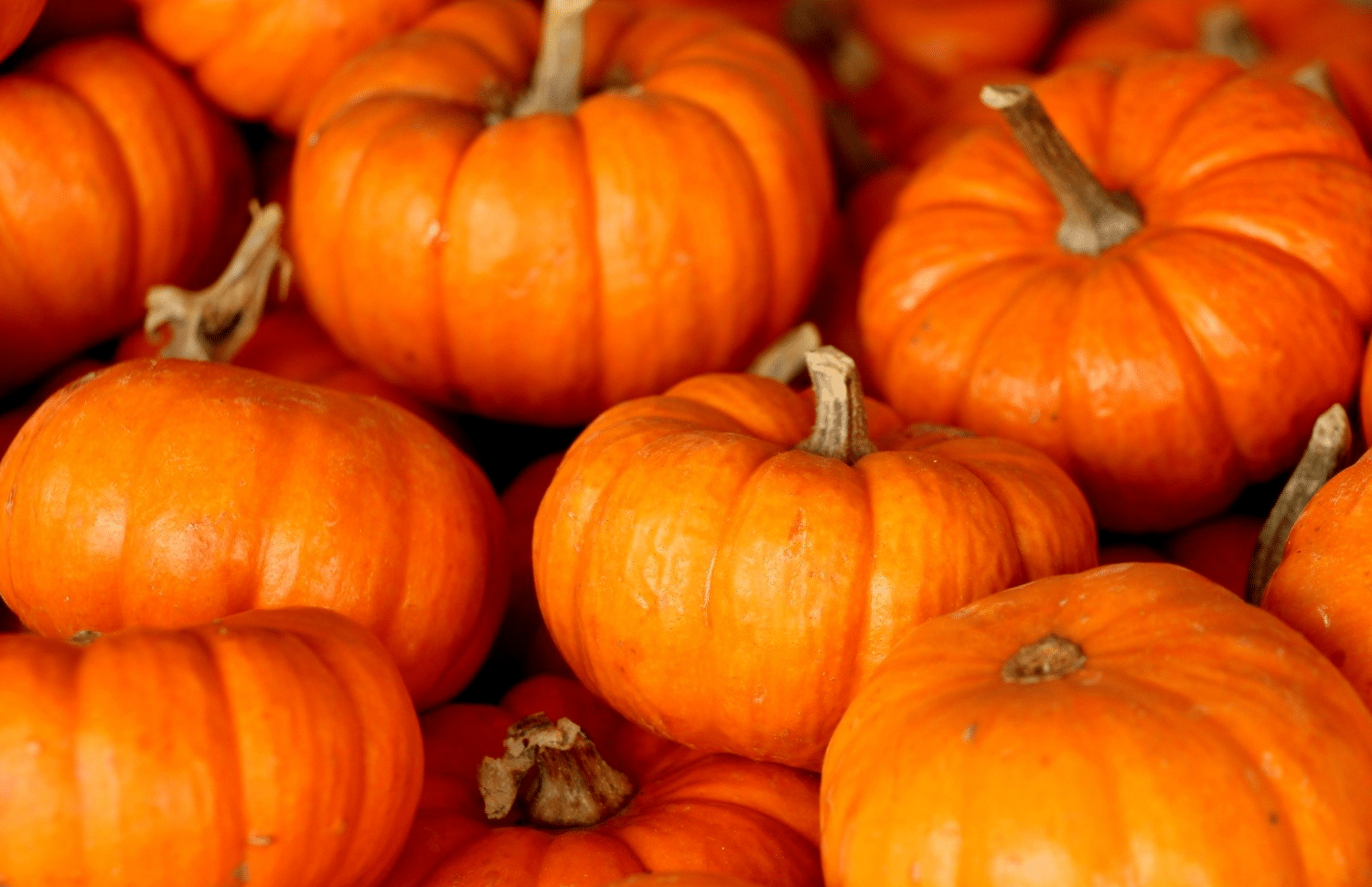 horizontal photo of a pile of orange pumpkins