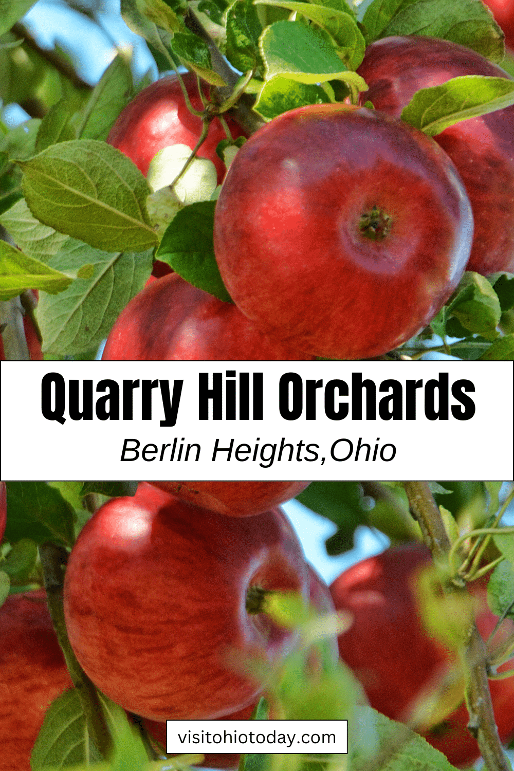 vertical image with a photo of red apples on tree branches. A white strip across the middle has the text Quarry Hill Orchards, Berlin Heights, Ohio. Image via Canva pro license