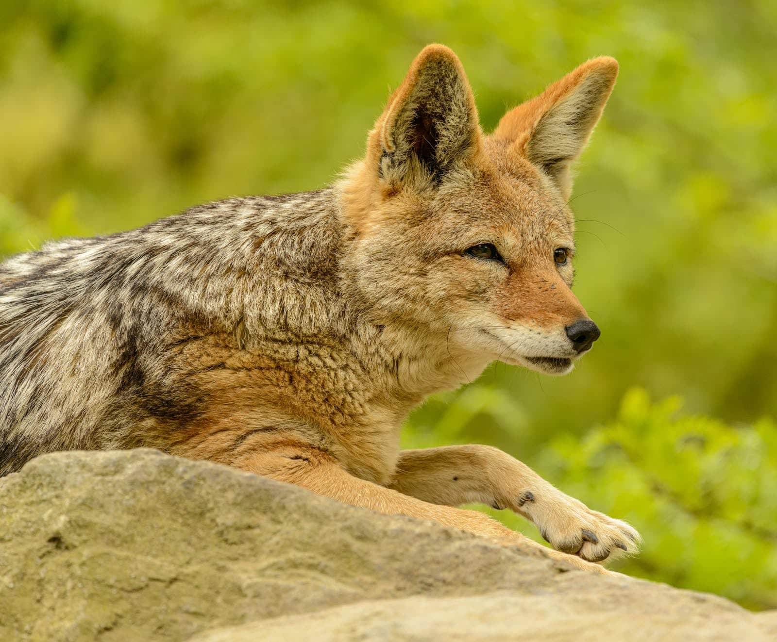 A fox laying down with leafy green trees in the background