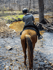 male with grey shirt and black helmet on a brown horse in the woods crossing a stream